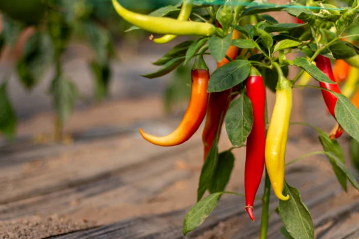 Cei doi cultivă sute de soiuri de ardei / foto: IStock