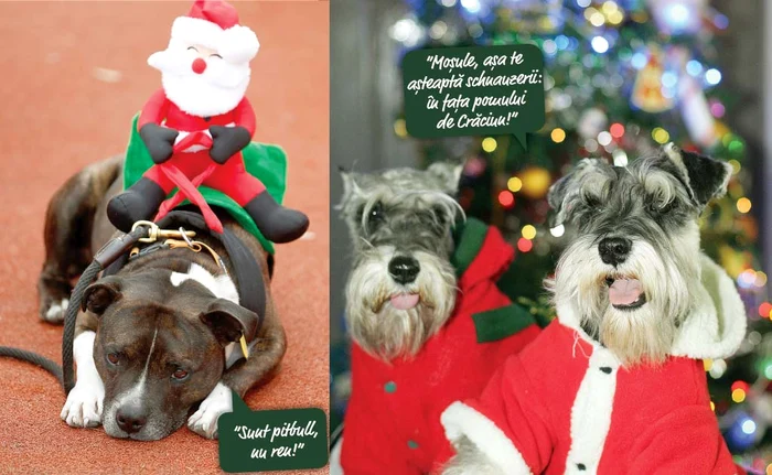 Moş Crăciun are ajutoare de nădejdeFotografii: Guliver/ Getty Images