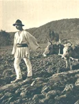 Ţărani din Muntenia lucrând pământul, în perioada interbelică (© iMAGO Romaniae)