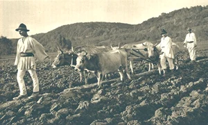 Ţărani din Muntenia lucrând pământul, în perioada interbelică (© iMAGO Romaniae)