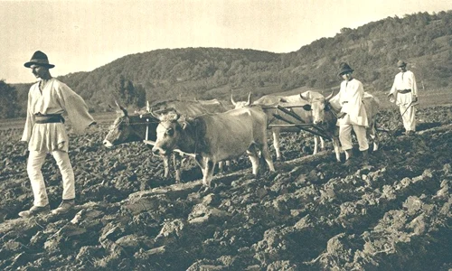 Ţărani din Muntenia lucrând pământul, în perioada interbelică (© iMAGO Romaniae)