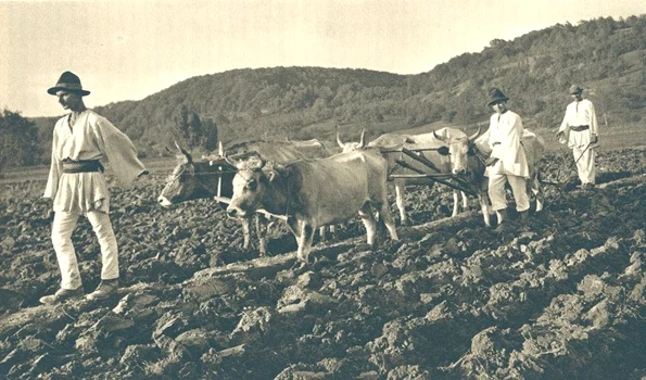 Ţărani din Muntenia lucrând pământul, în perioada interbelică (© iMAGO Romaniae)