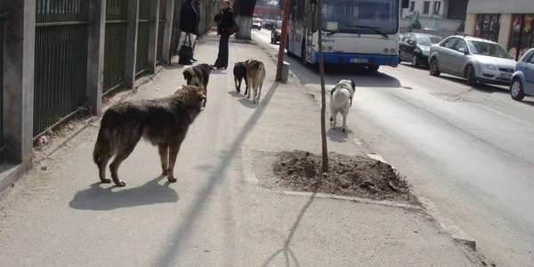 Maidanezii de pe străzile Râmnicului s-au înmulţit, ocupând trotuarele