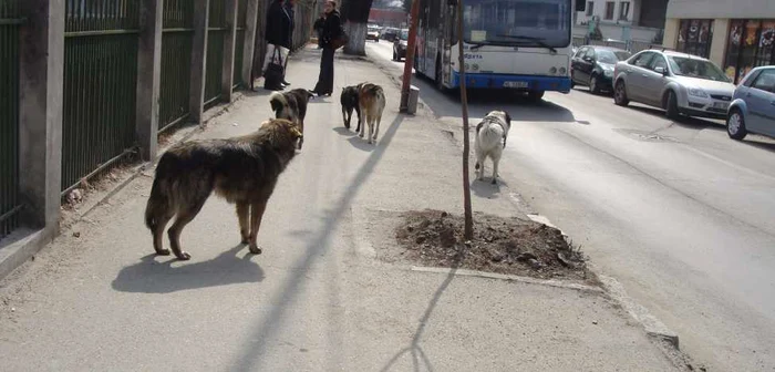 Maidanezii de pe străzile Râmnicului s-au înmulţit, ocupând trotuarele