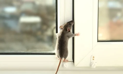 1 soareci casa jpg jpeg