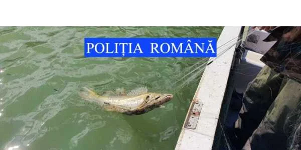 salau