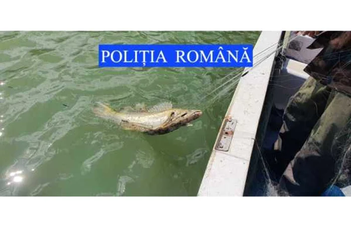 Şalaul este una dintre speciile braconate în lacul de la Bicaz. FOTO: Poliţia Neamţ