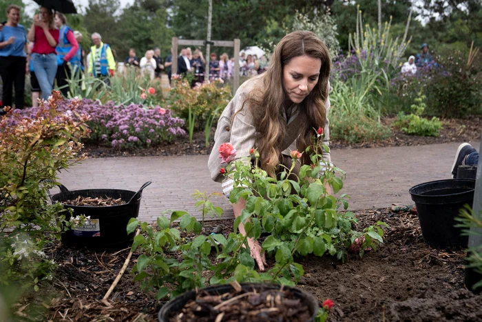 Kate la Spitalul Colchester în 2025 a plantat trandafirul Catherine, Profimedia (2) jpg