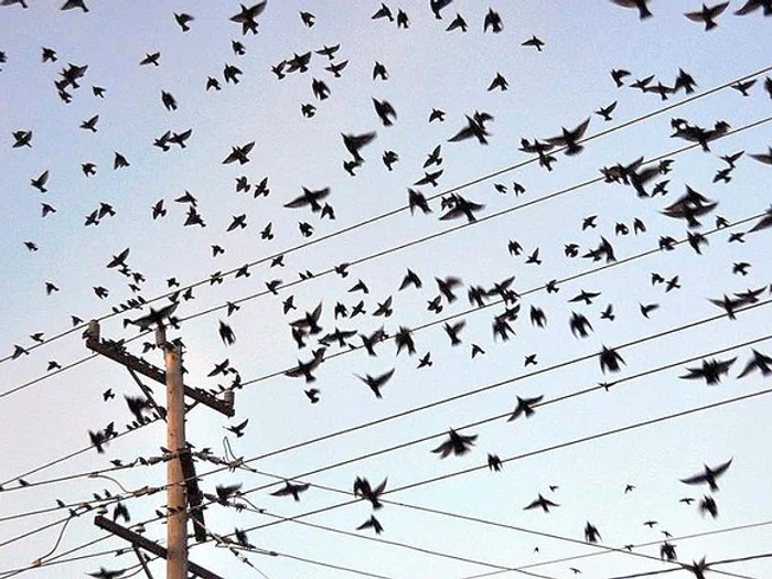 Este pentru prima dată în ţara noastră, timp de două luni, are loc un recensământ al ciorilorFOTO: Click!