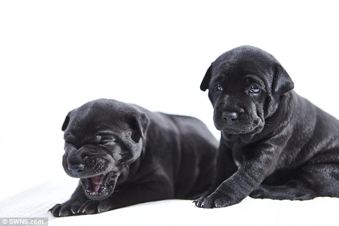 Beneficiile unui animal de companie sunt psihice şi fizice