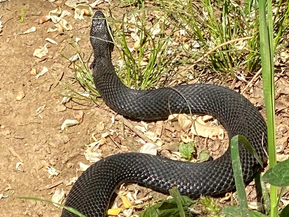 Vipera de la Șiria FOTO Glasul Aradului 