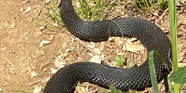 Vipera Berus 1 jpg