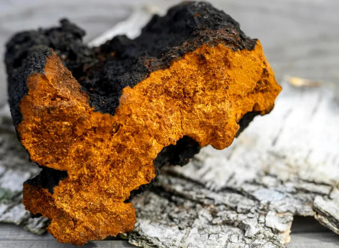 Ciuperca Chaga, „aurul negru” din Siberia Foto: Shuterstock