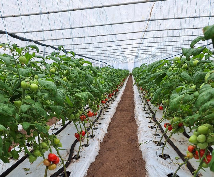 Prețul de producător al roșiilor românești, de două ori mai mic decât în piețe. „Dacă intermediarii ar lua un profit mai mic, ar fi un rulaj mai mare”