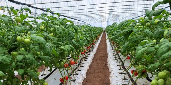 26 martie   tomate fermier dolj   foto DAJ dolj jpg