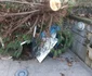 Arbori tăiați peste noapte în Deva Foto Primăria Deva (4) jpg