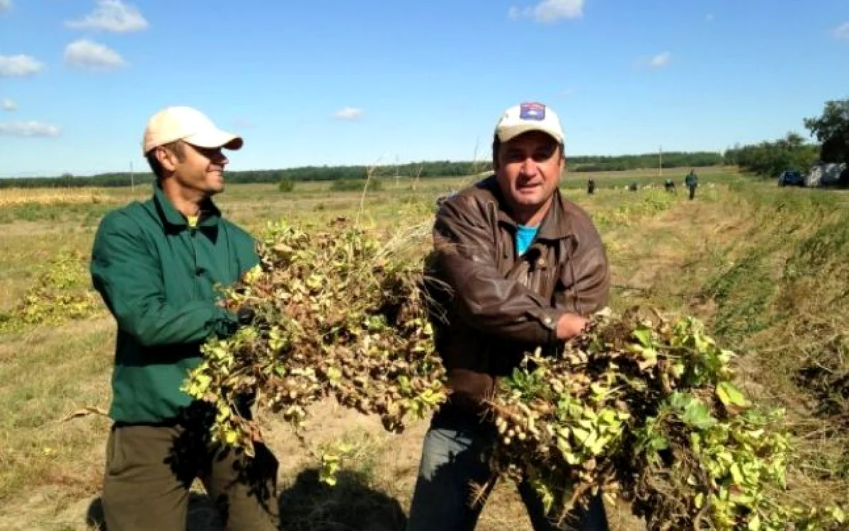 Agricultorii din Dăbuleni s-au apucat de cultivat fasole africană, cartofi dulci şi arahide