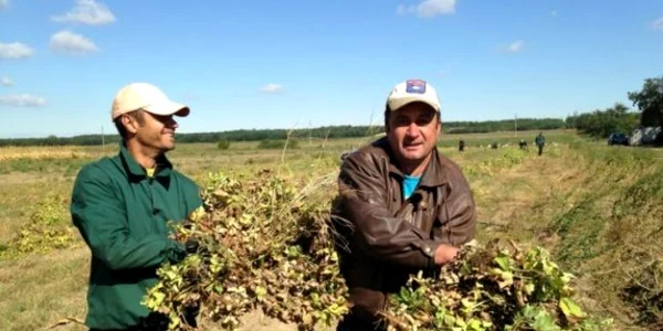 Agricultorii din Dăbuleni s-au apucat de cultivat fasole africană