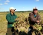 Agricultorii din Dăbuleni s-au apucat de cultivat fasole africană