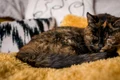 pisica Flossie jpg