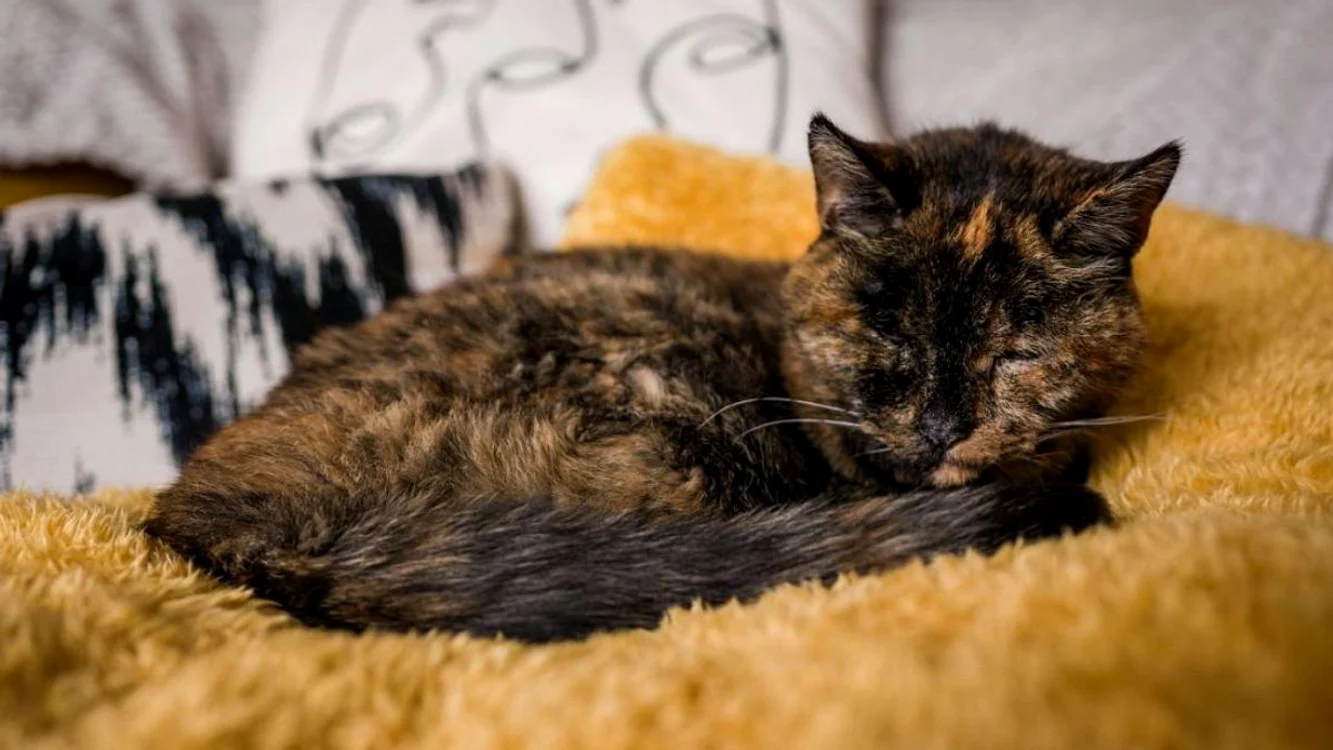 Flossie este cea mai bătrână pisică în viață Foto: Guinness World Records