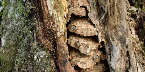 Un cuib uriaş de viespi asiatice ucigaşe a fost eliminat în statul Washington FOTO captură NBC News