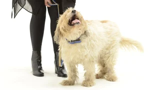 Actrița Carmen Tănase a vrut inițial să găsească un stăpân pentru Moshu, dar nu s a mai putut dezlipi de cățel și l a adoptat chiar ea jpeg