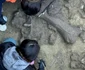 Detaliu al procesului de excavare și curățare a unor rămășițe scheletice de gomfoter