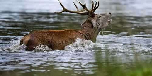 Doi cerbi prinşi în focul luptei pentru împerechere s-au luptat şi în apă nu doar pe uscat în Bushy Park Surrey Marea Britanie FOTO Mark Ollett/Photoland/Caters