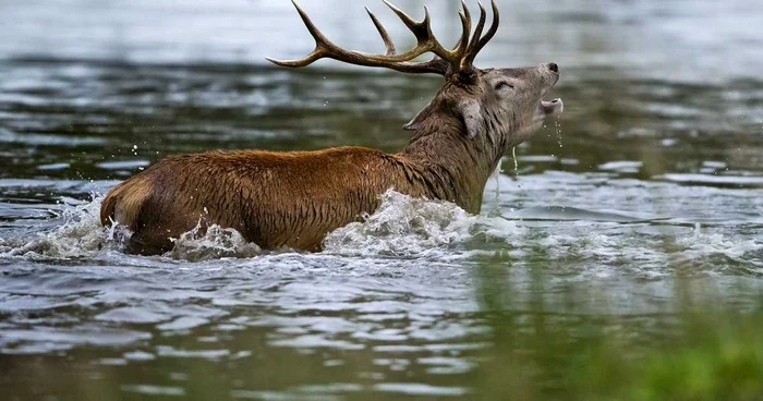 Documentare cu animale sălbatice