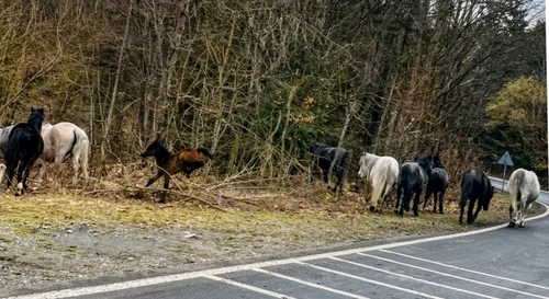 Caii salbatici din Muntii Banatului  Foto DRDP Timișoara jpg