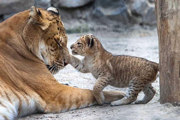 Copil de 5 ani, mușcat de un ligru la o grădină zoologică ilegală din Suceava. Proprietarul, cercetat penal