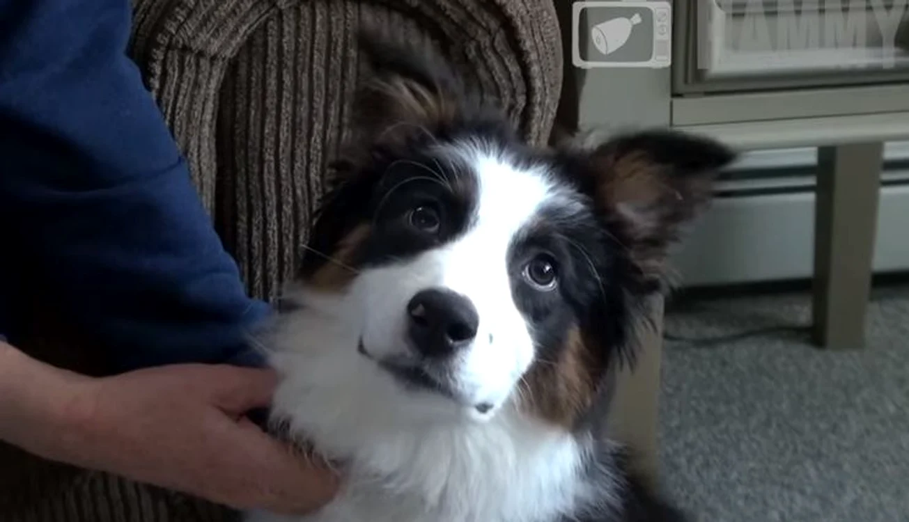 Molly, câinele familiei, a fost complice fără voie la farsa lui RyanFoto: captură video
