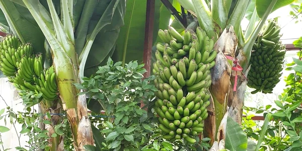 banane alba iulia1 jpg