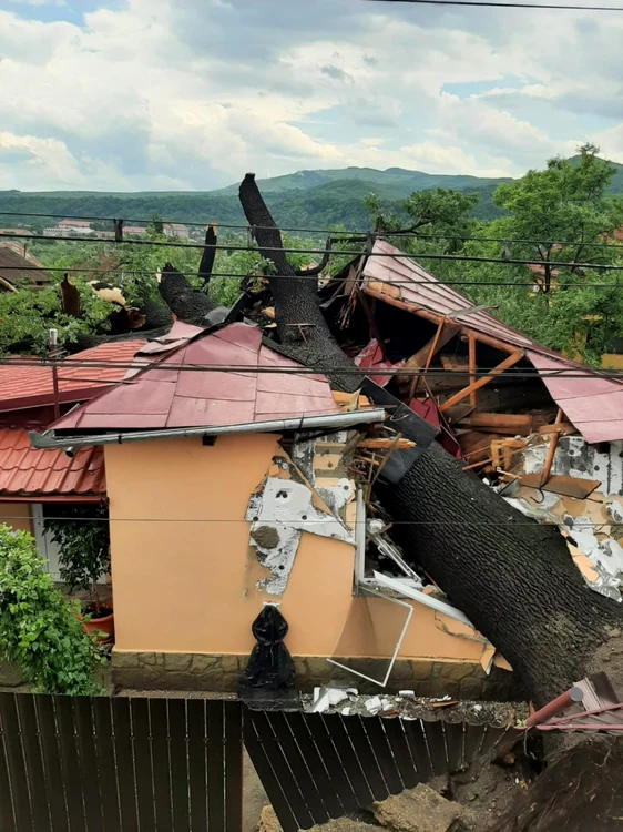 Copacul a fost doborât de furtună FOTO ISU Bacău