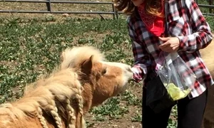 victoria principal ponei bello cu codite jpeg