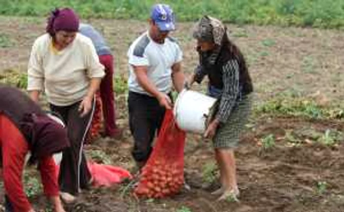 Milioanele de persoane din mediul rural produc undeva la 3,5% din PIB