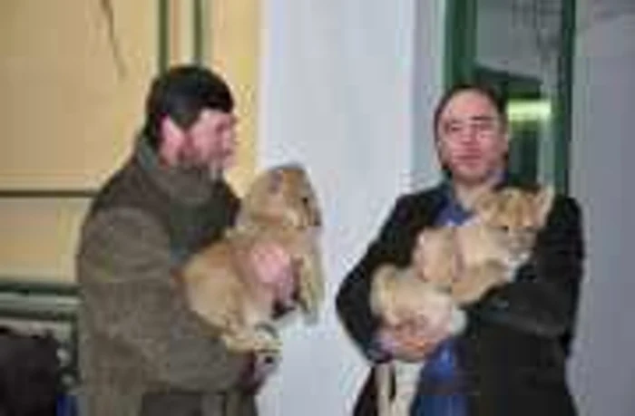 Puii de leu Lică şi Tică au 3 luni şi au fost botezaţi azi