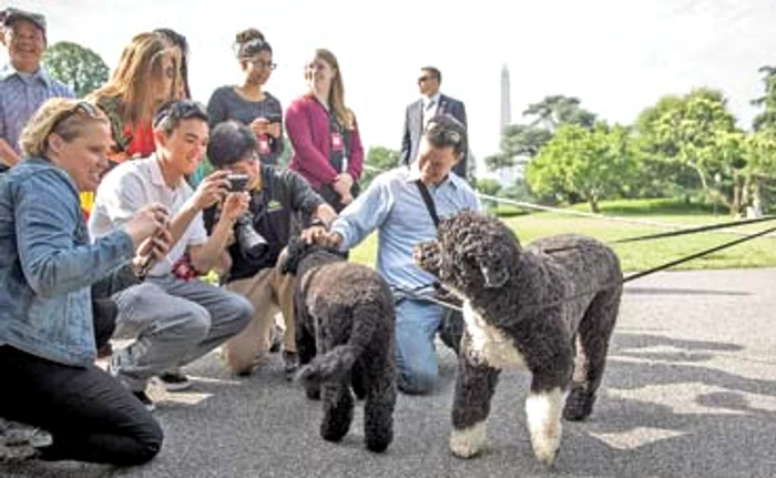 Căţeii Bo şi Sunny de la Casa Albă sunt aşa de solicitaţi, încât se aşteaptă mult timp până se obţine o întrevedere cu eiFoto: Guliver/GettyImages