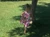 IMG 5092 jpeg