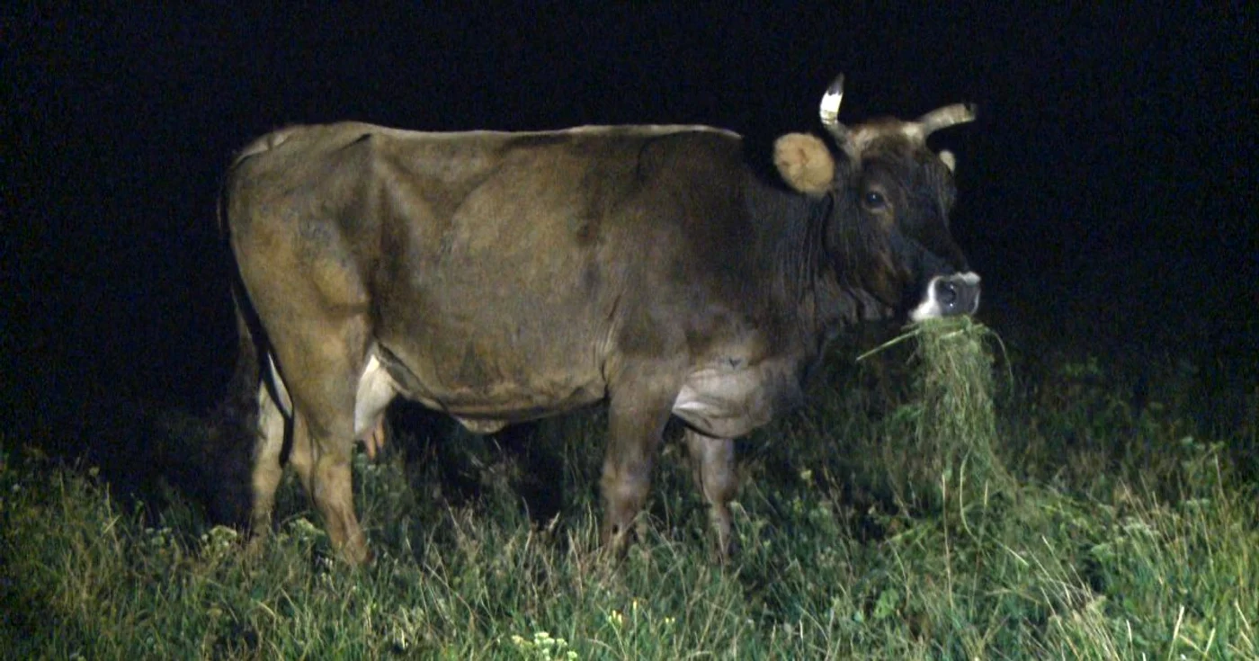Oamenii spun că se plimbă după animale şi până la două dimineaţa oră la care jivinele se simt îndestulate