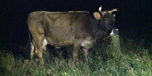 Animale la pascut noaptea