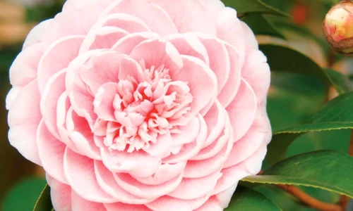 1 55393 original jpg jpeg