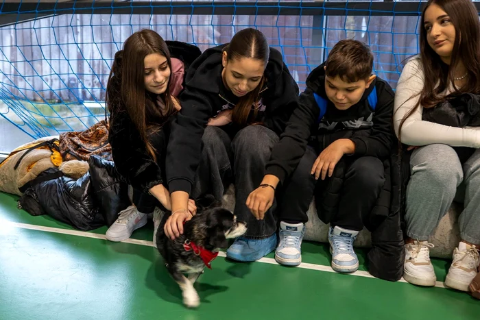 "Ora cu și pentru animale" Foto: Facebook Terapie și Activități Asistate de Animale București