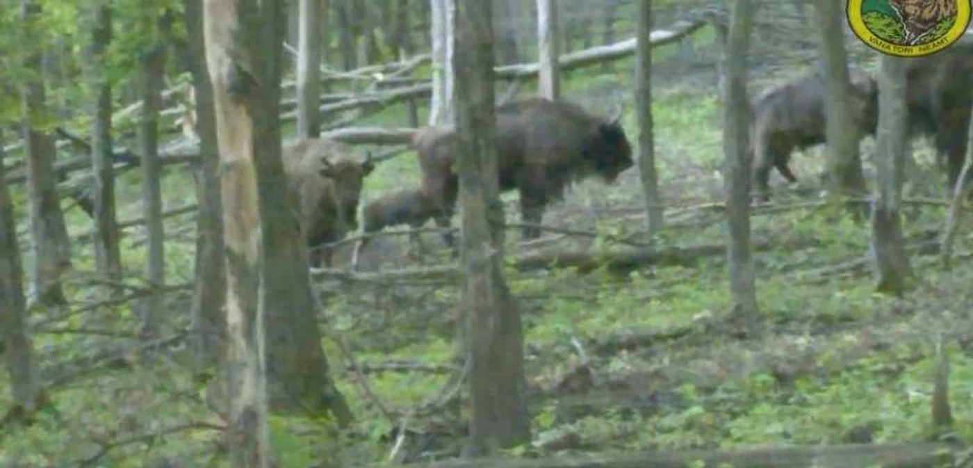 Imagine surprinsă de specilaşţii Parcului Natural Vânători Neamţ