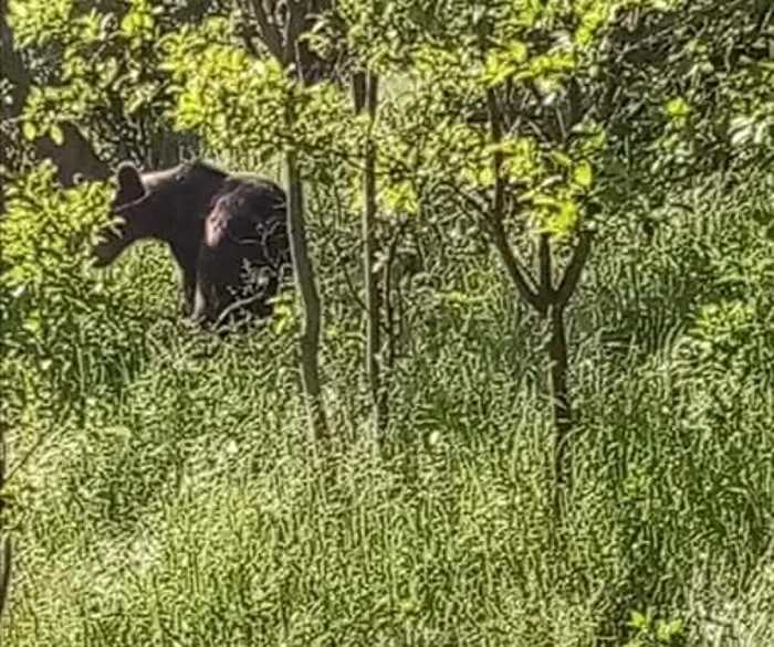 ursii au facut prapad in Vrancea