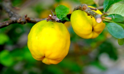 1 77686 original jpg jpeg