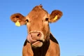 ulleo cow 1715829 jpg