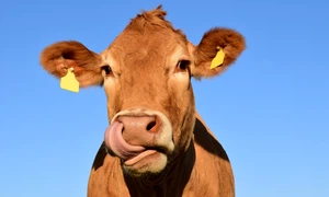 ulleo cow 1715829 jpg