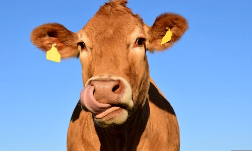 ulleo cow 1715829 jpg